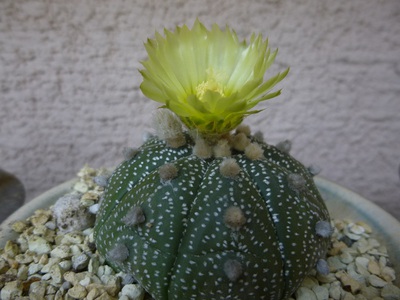 cactus1605 (4).JPG